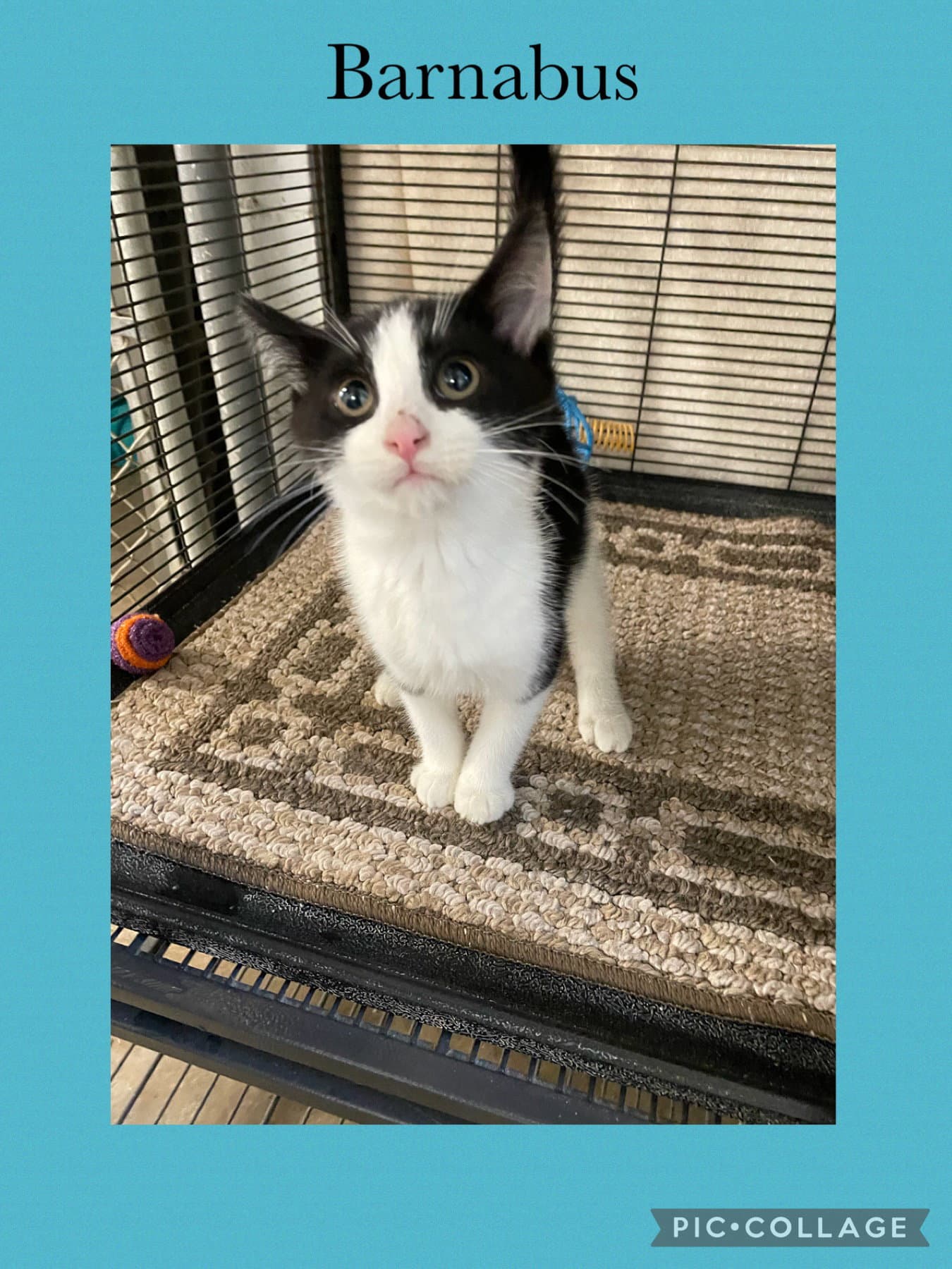 B Kitten- Barnabus - Domestic Short Hair