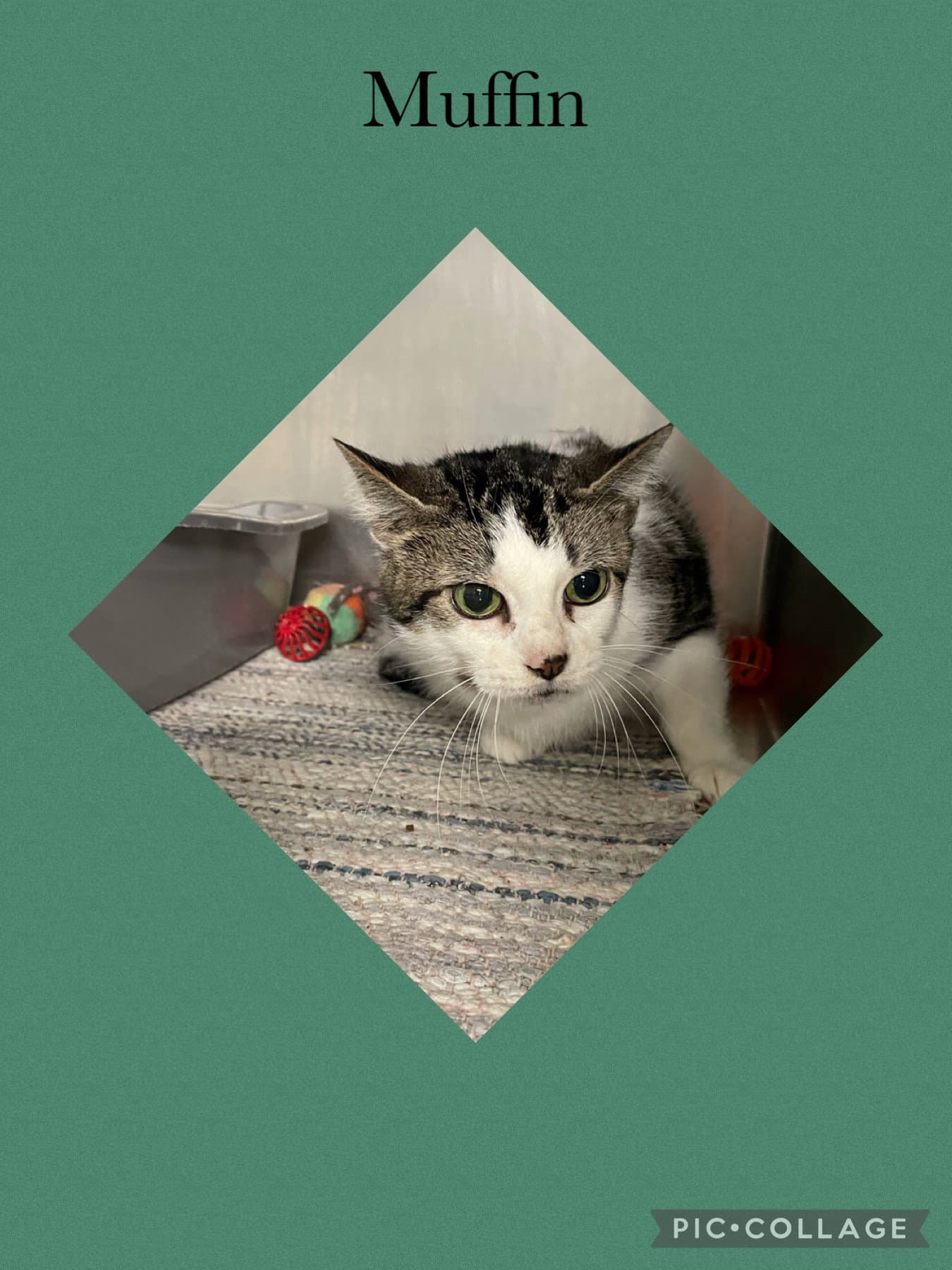 Muffin - Domestic Short Hair