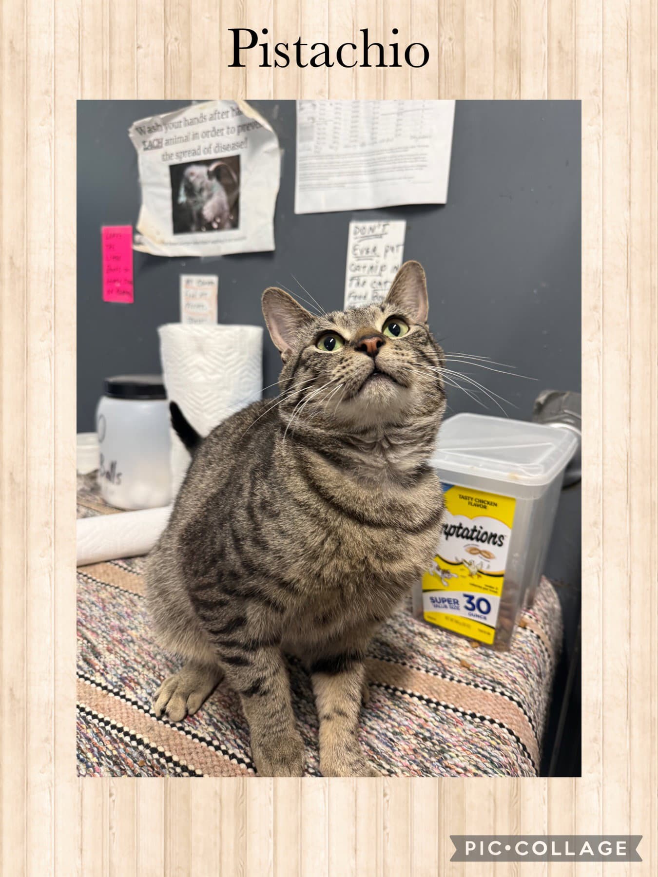 Pistachio - Domestic Short Hair