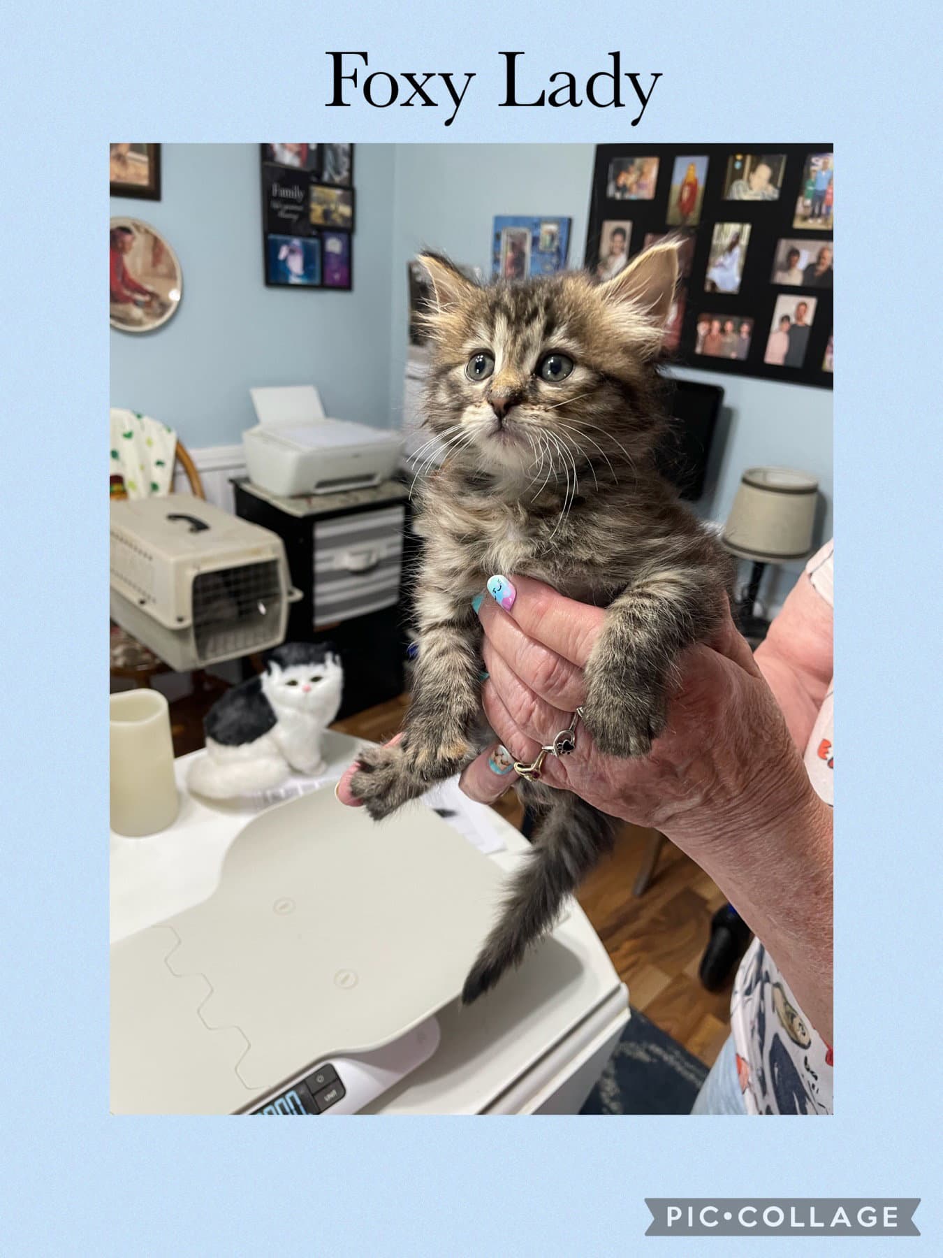 Charlene Kitten- Foxy Lady - Domestic Short Hair