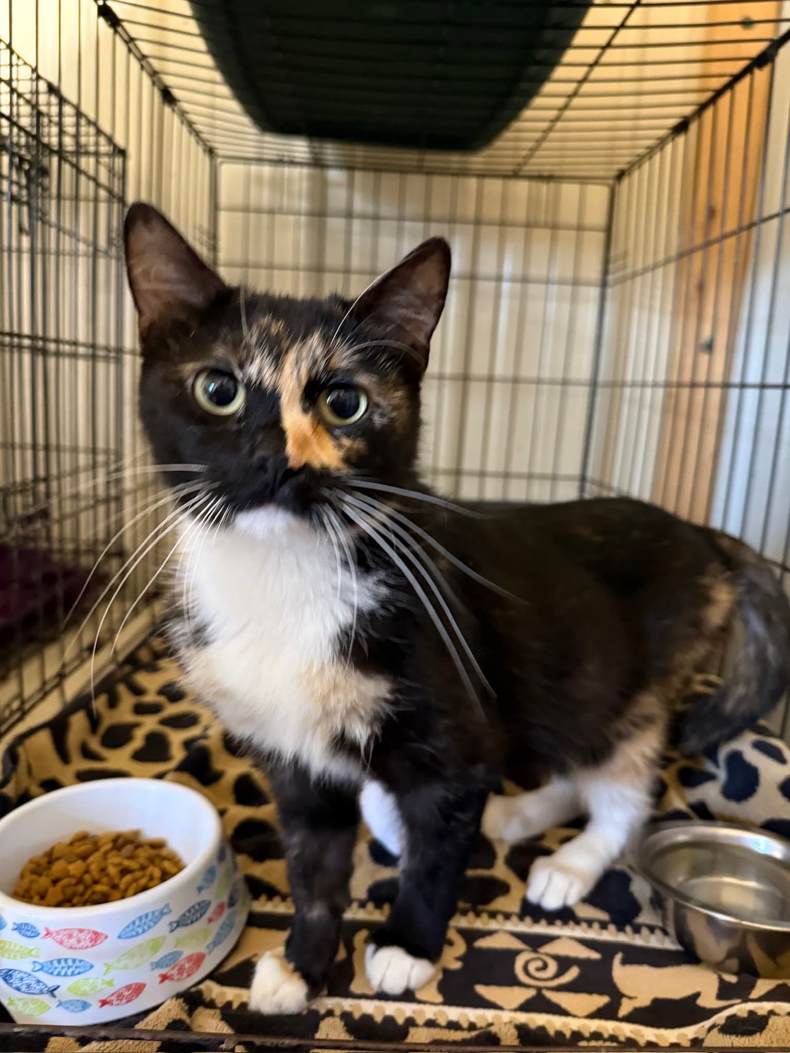 Daisy - Domestic Short Hair