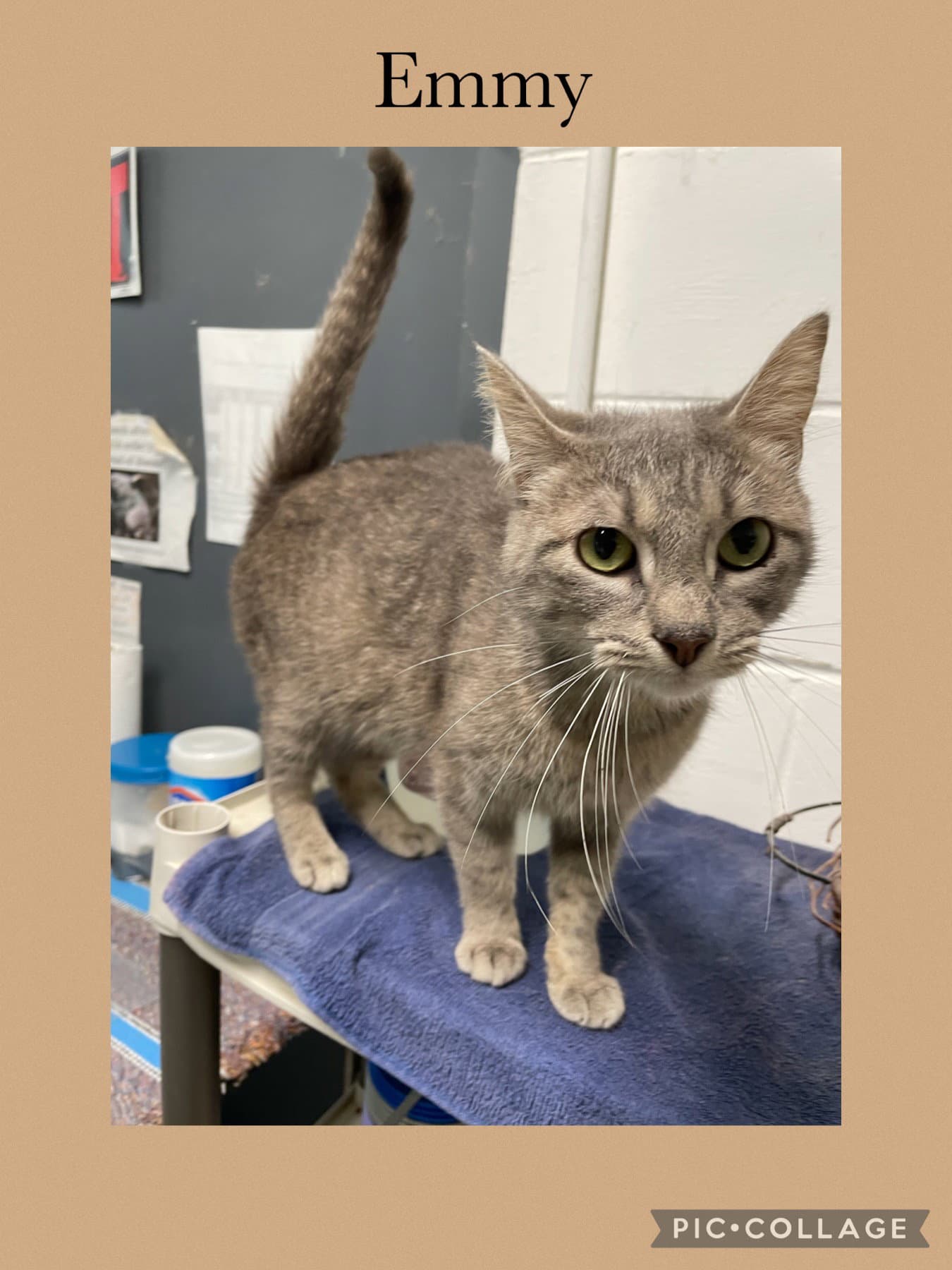 Emmy - Domestic Short Hair