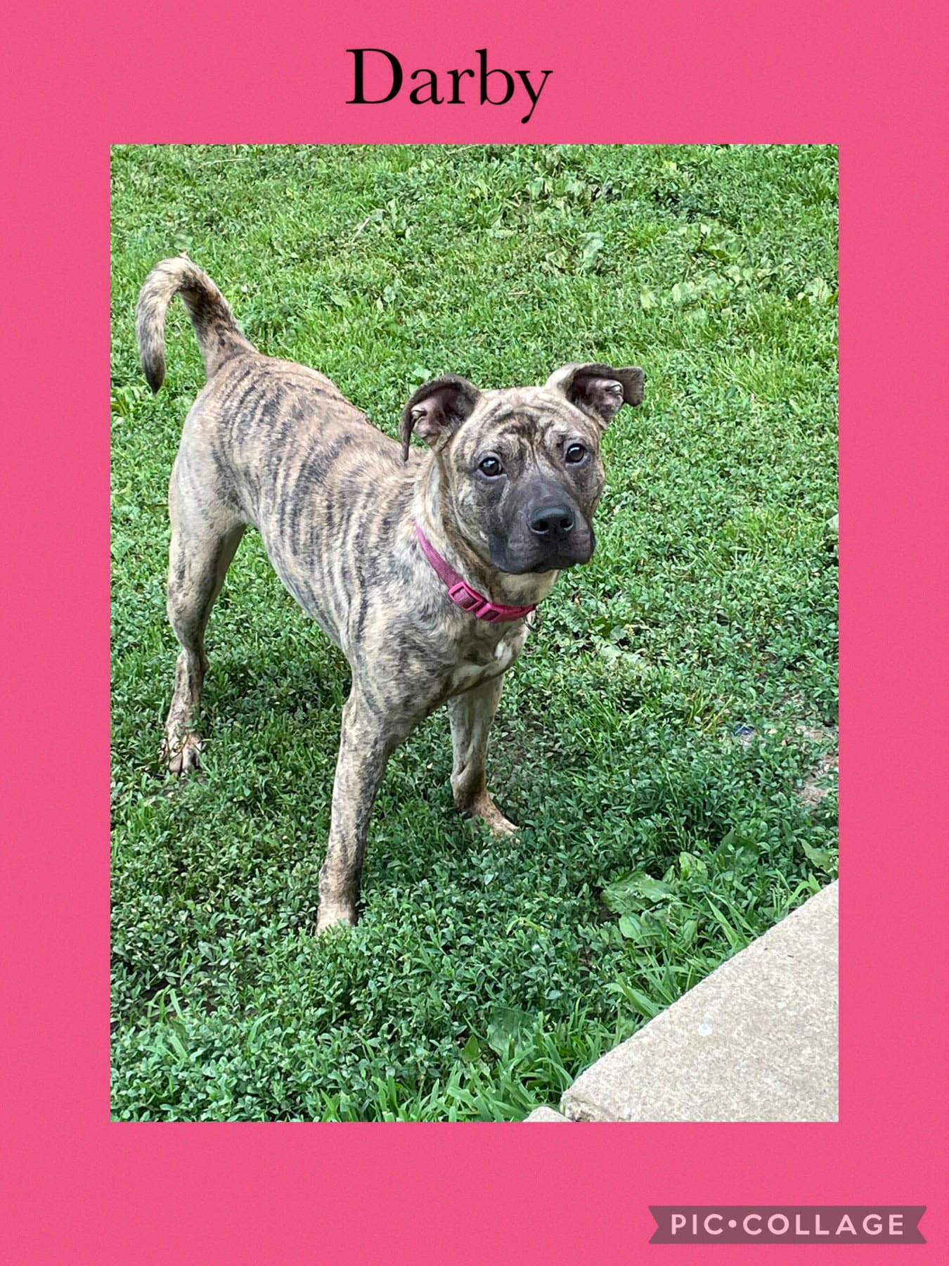 Darby - American Pit Bull Terrier