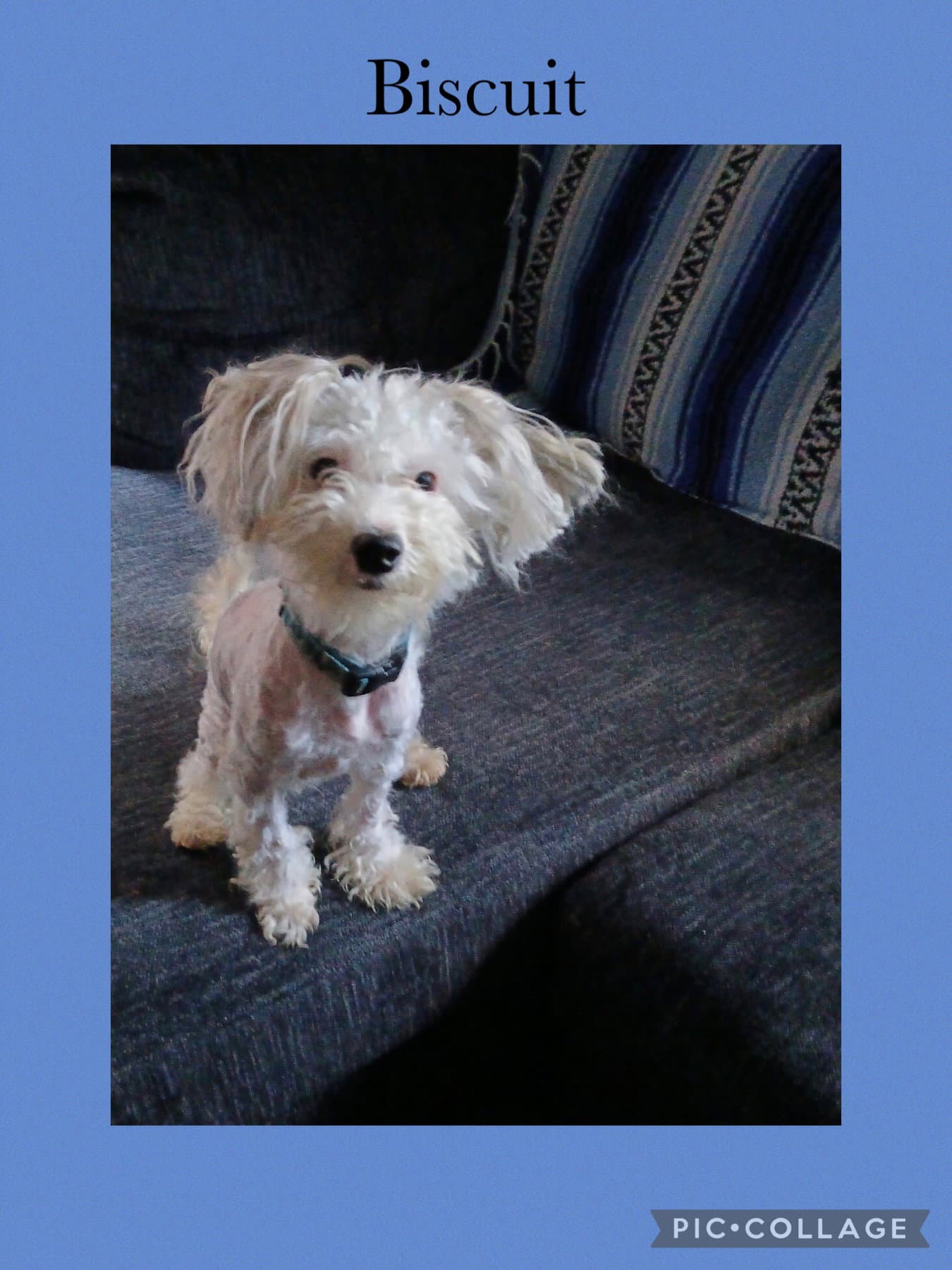 Biscuit - Maltese