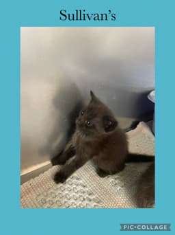 Grocery Kitten- Sullivans image 1