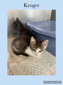 Grocery Kitten- Kroger image 1