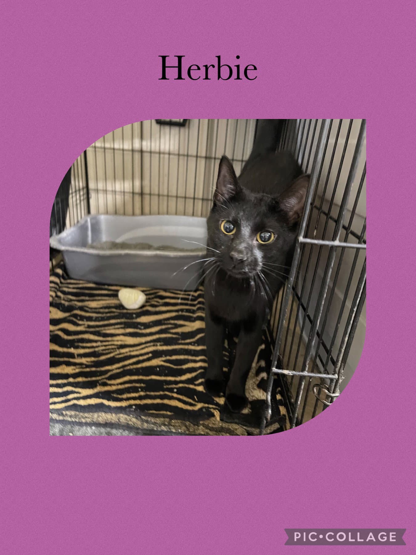 Herbie - Domestic Short Hair