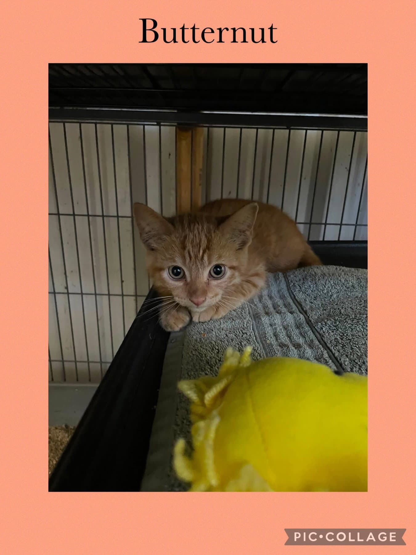 Butternut - Domestic Short Hair