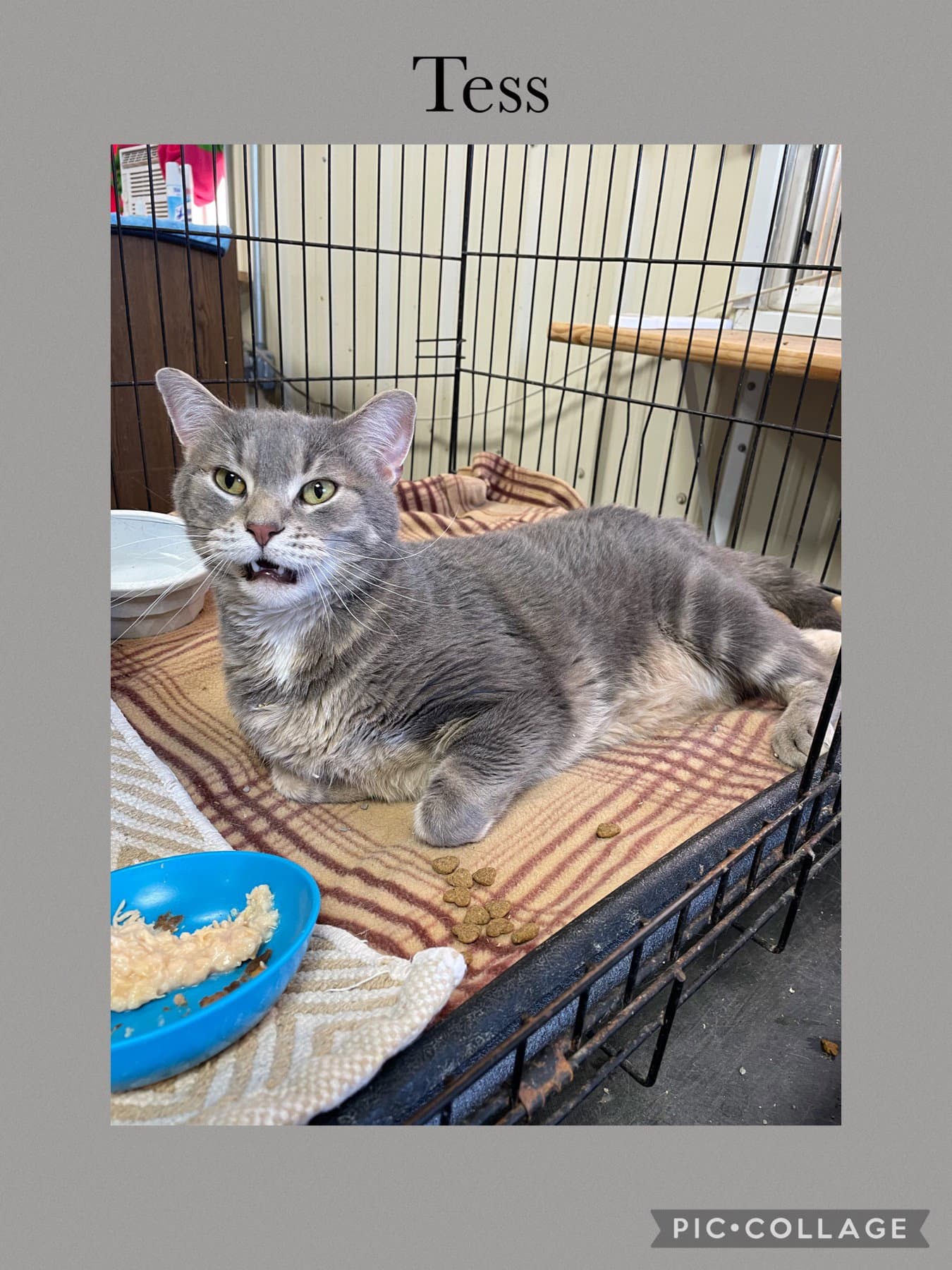 Kelsey - Domestic Short Hair