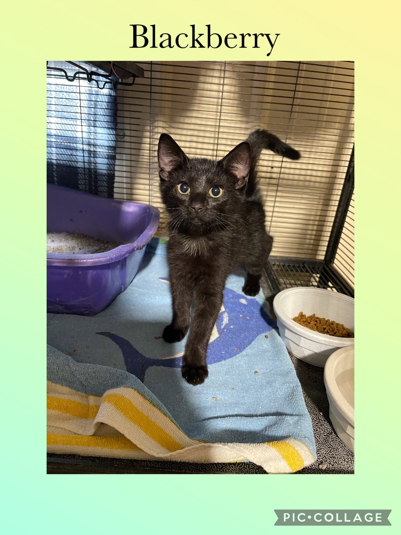 Blackberry - Domestic Short Hair