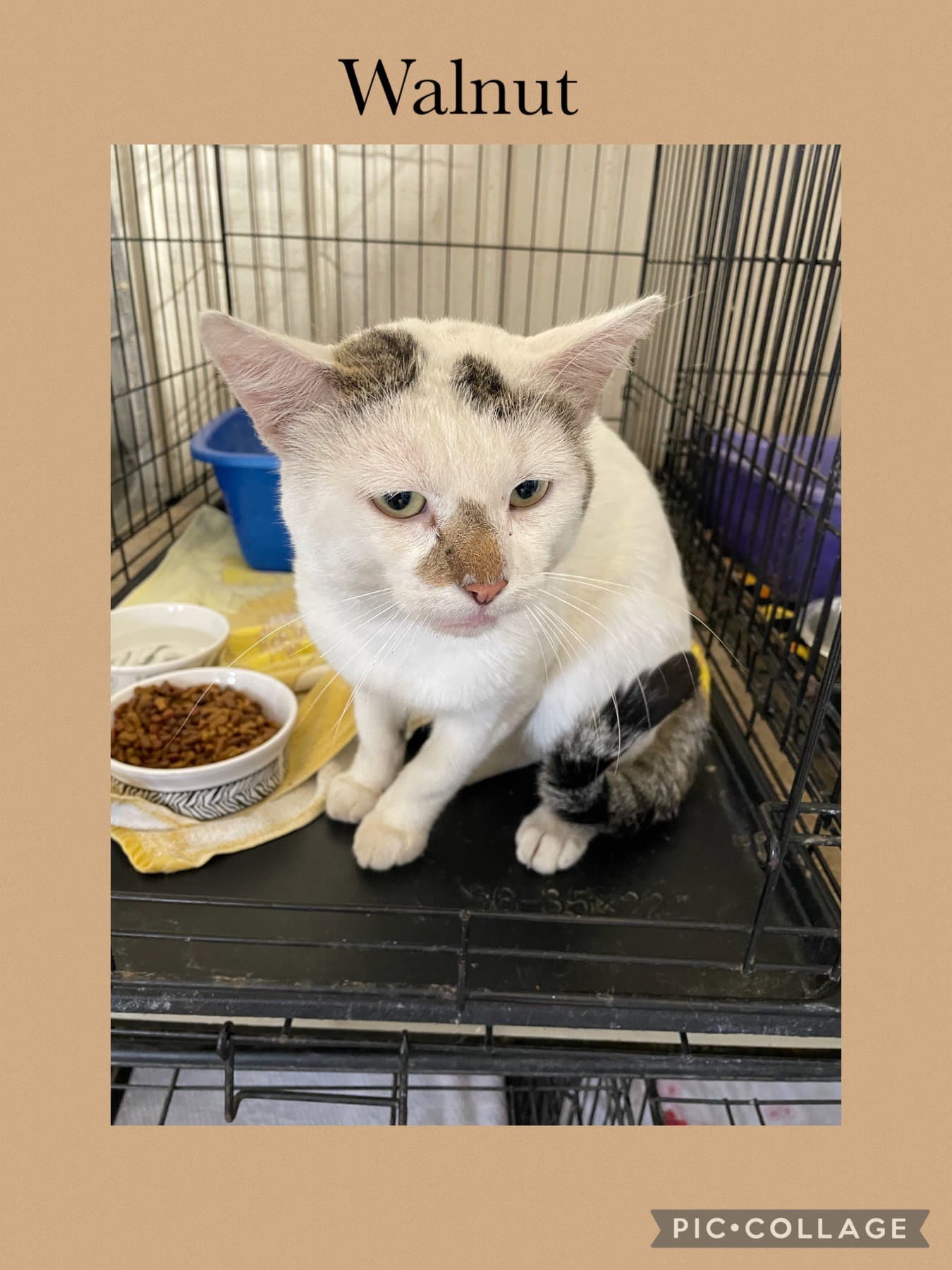 Walnut - Domestic Short Hair
