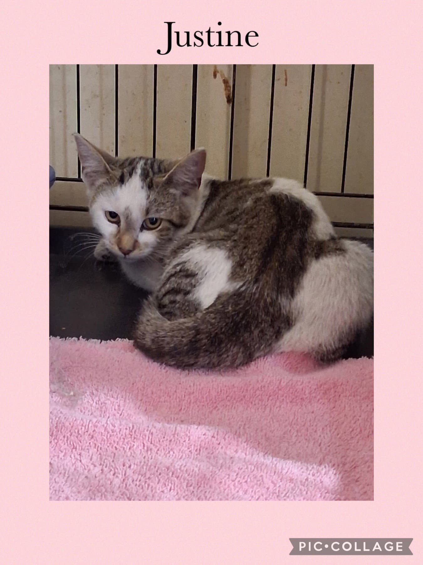 Justine - Domestic Short Hair