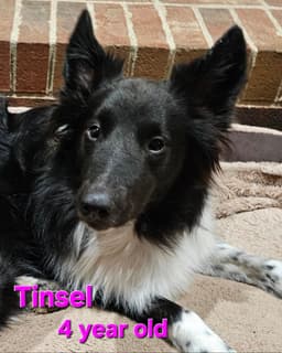 Tinsel image 2