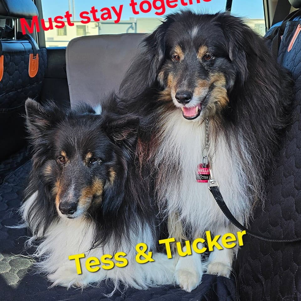 Tucker - Shetland Sheepdog Sheltie