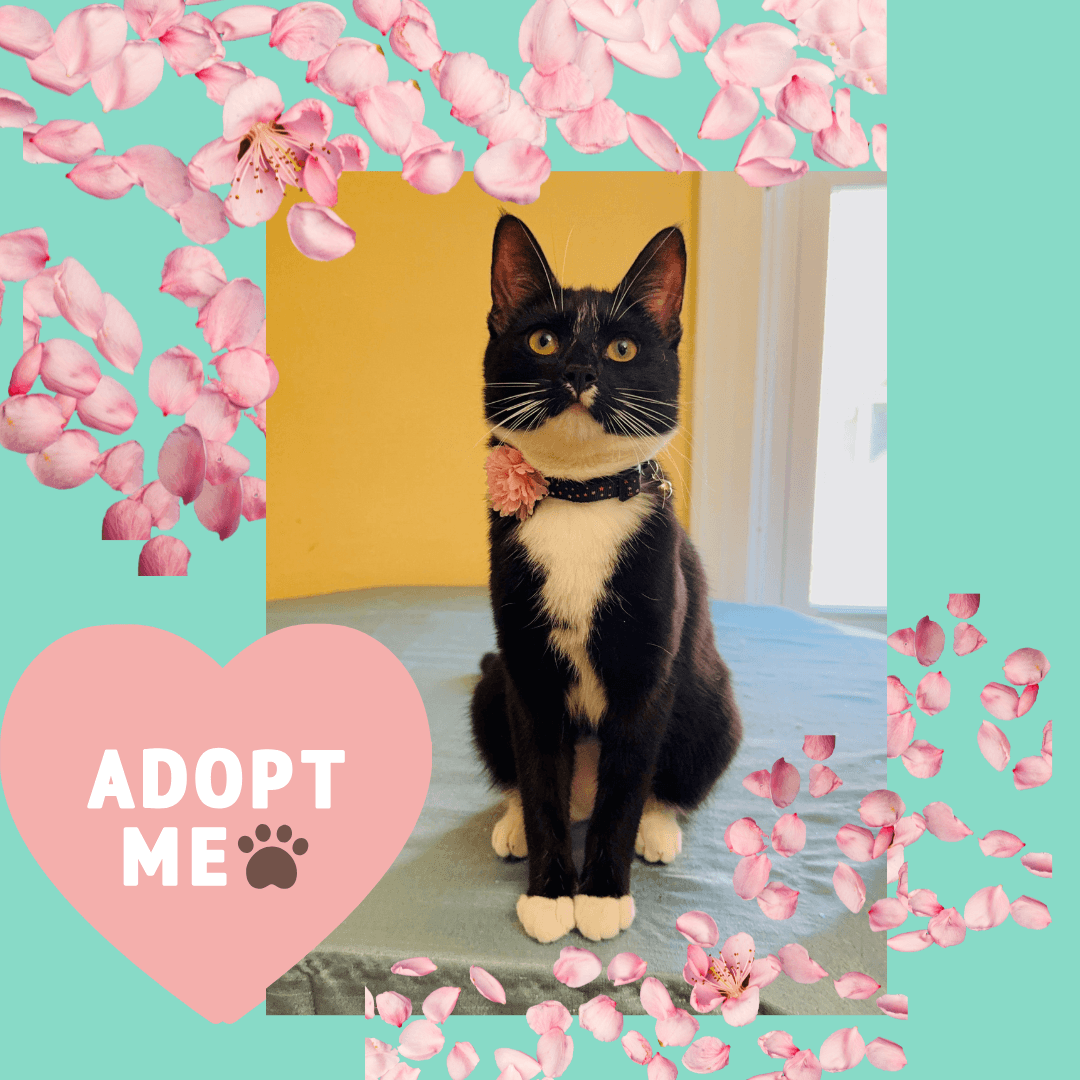 Alice - Tuxedo