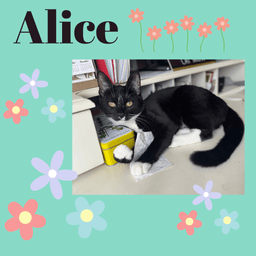 Alice image 3