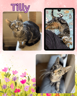 Tilly image 4