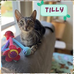 Tilly image 3