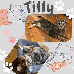 Tilly image 1