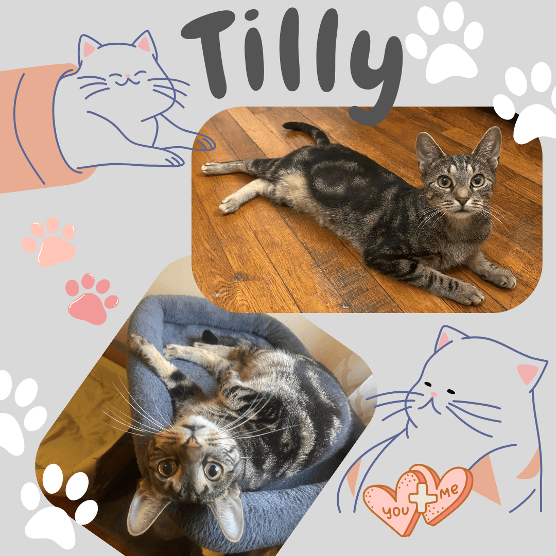 Tilly - Domestic Short Hair