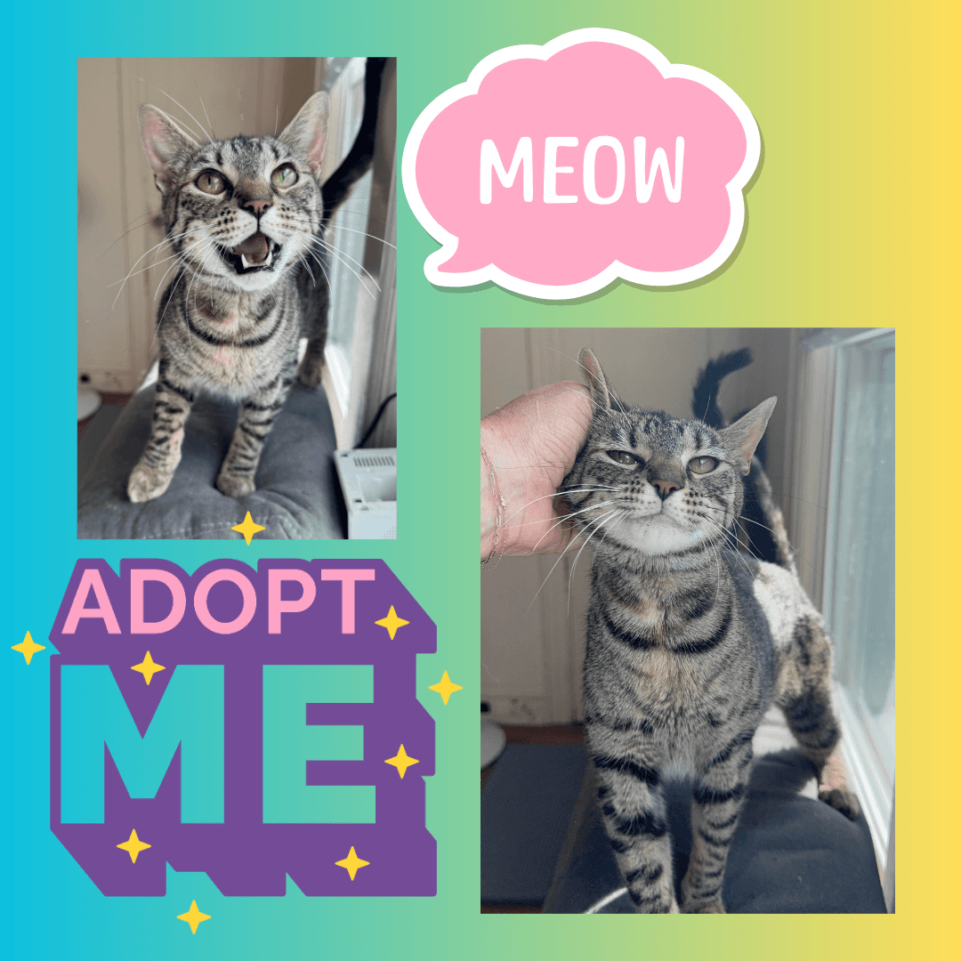 Selena - Domestic Short Hair