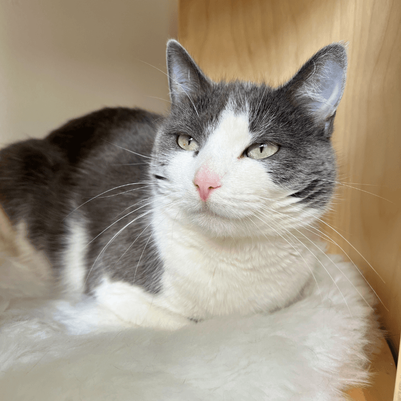 Lucy - American Shorthair