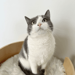 Lucy image 2