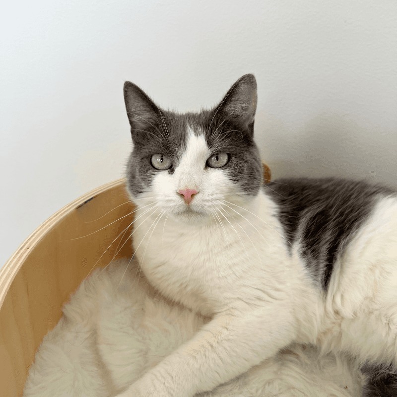 Lucy - American Shorthair