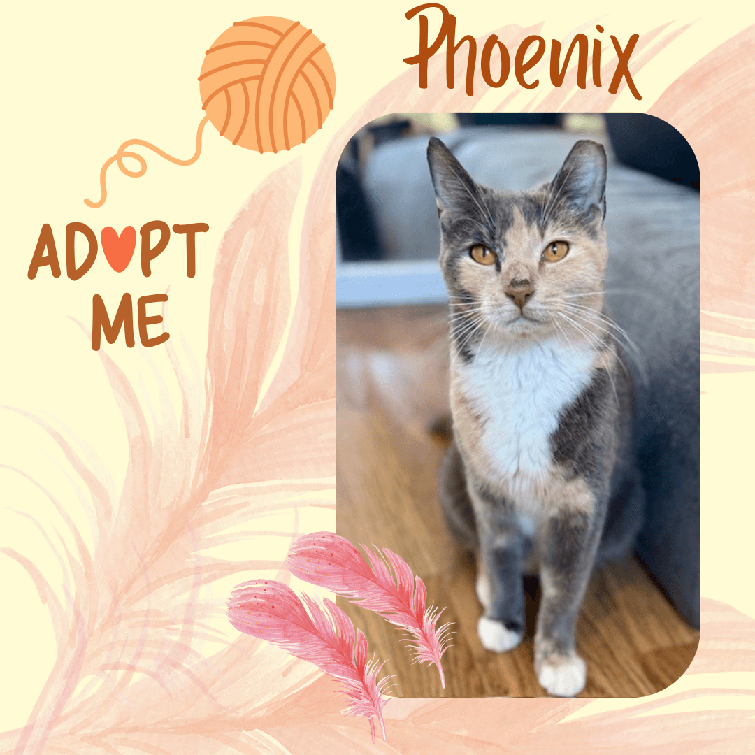 Phoenix - Domestic Short Hair