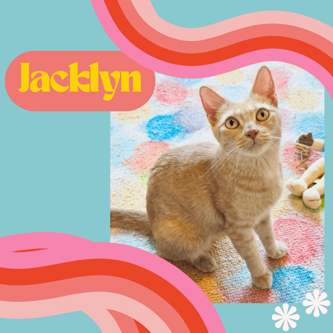 Jacklyn - Domestic Short Hair