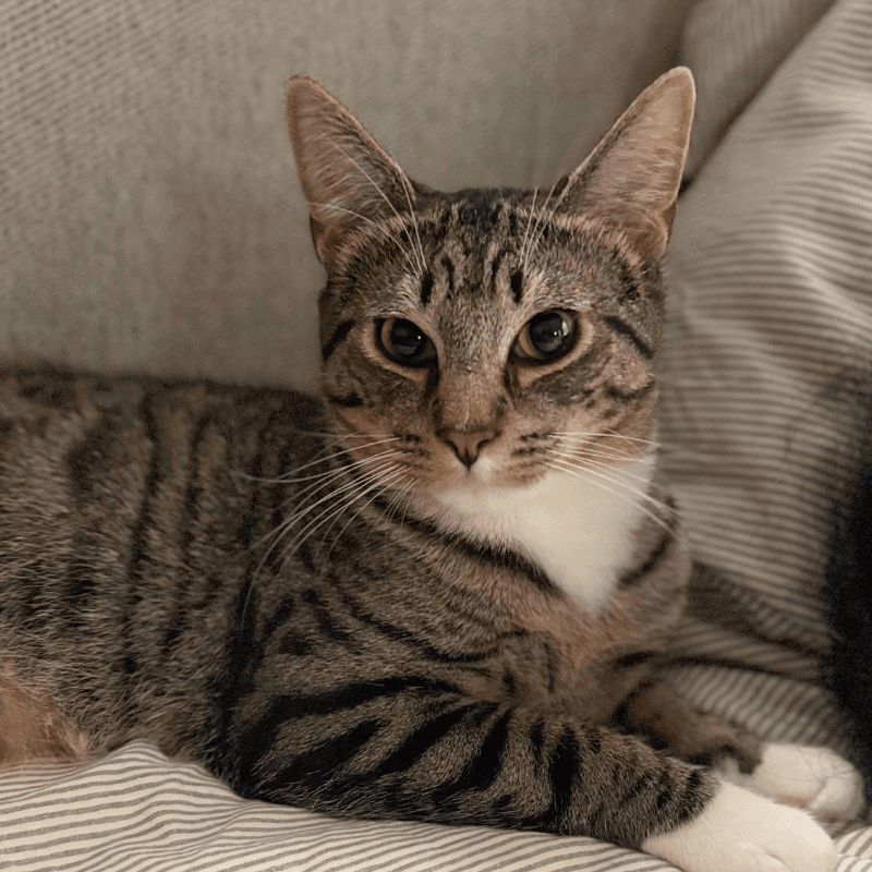Bitsy - Domestic Short Hair