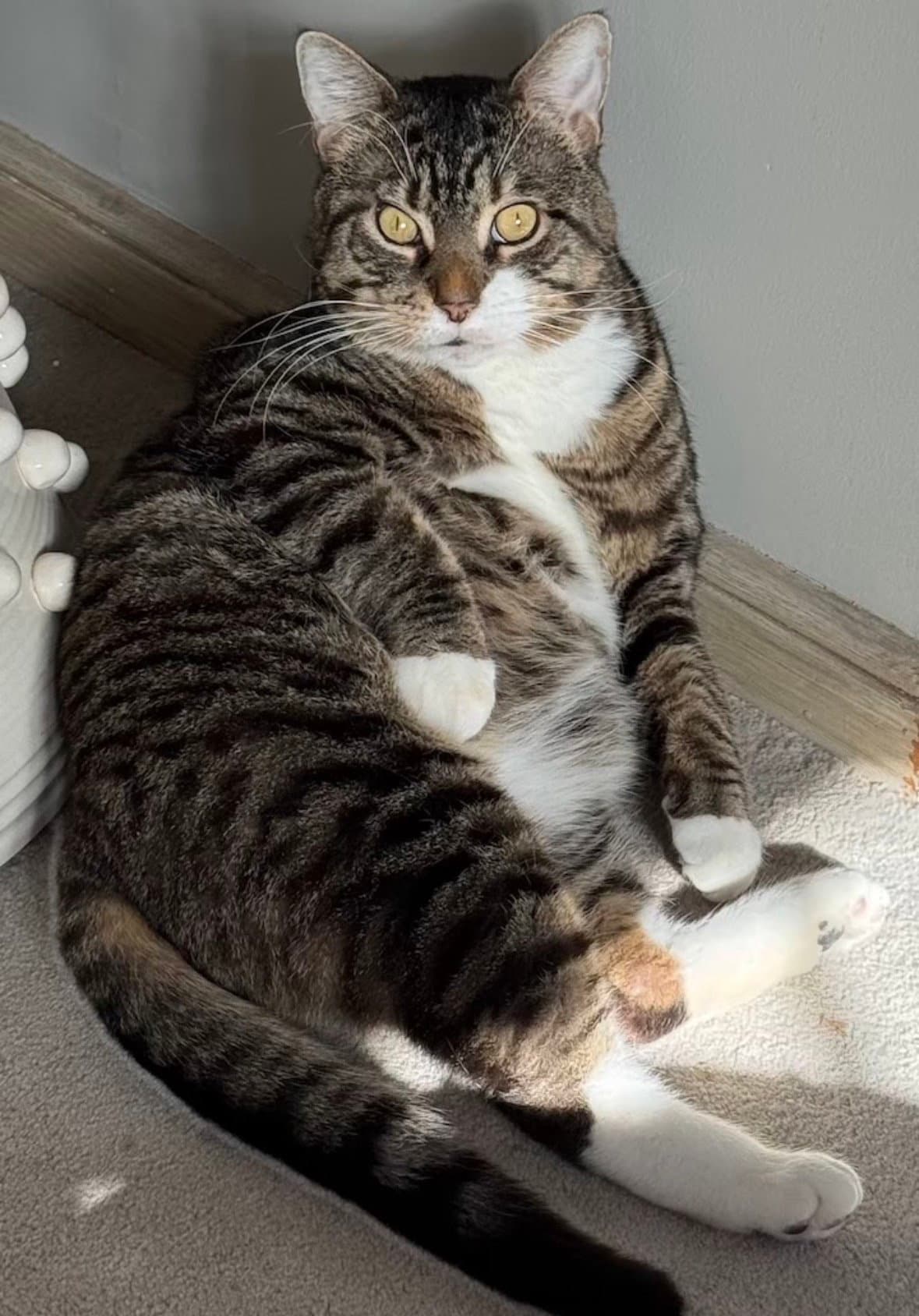 Pauly - Domestic Short Hair