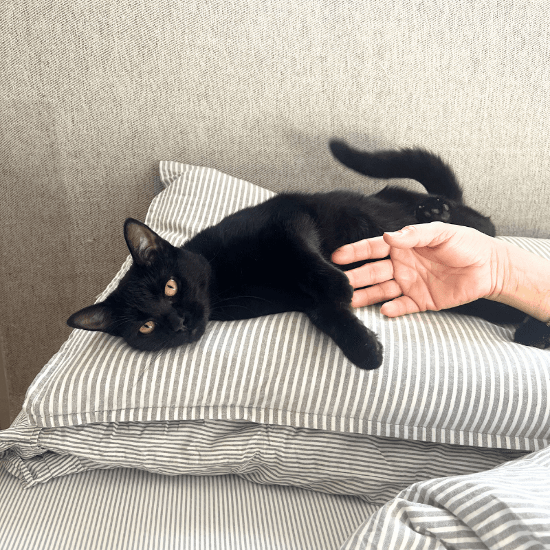 Elodie - Domestic Short Hair