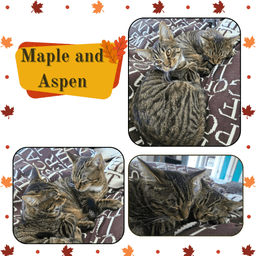 Maple And Aspen image 2