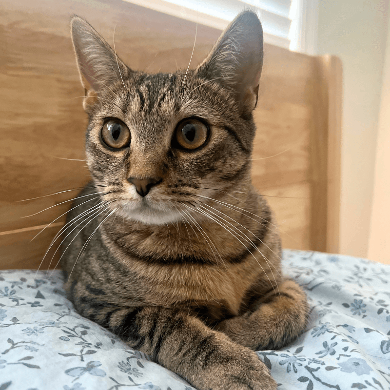 Itsy - American Shorthair