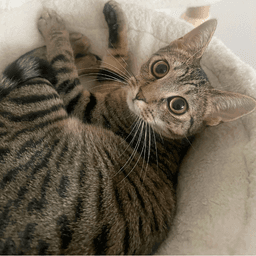 Itsy image 2