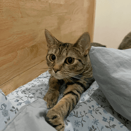 Itsy image 4
