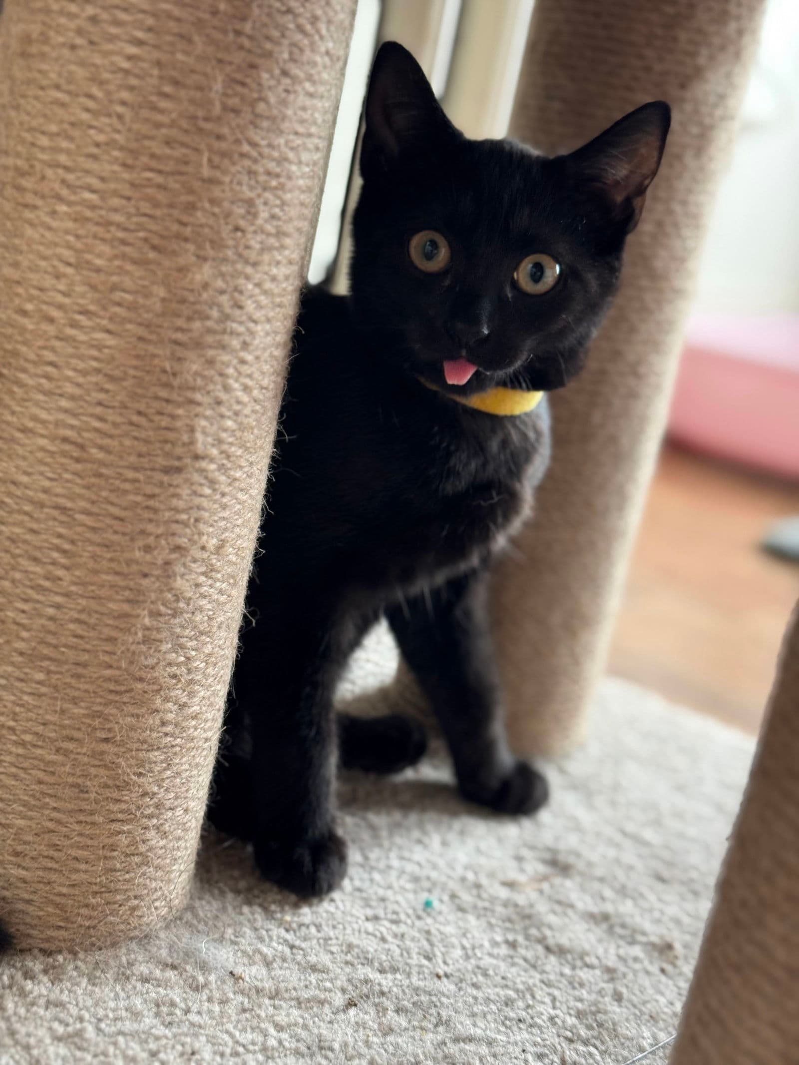 Mocha And Latte - Domestic Short Hair