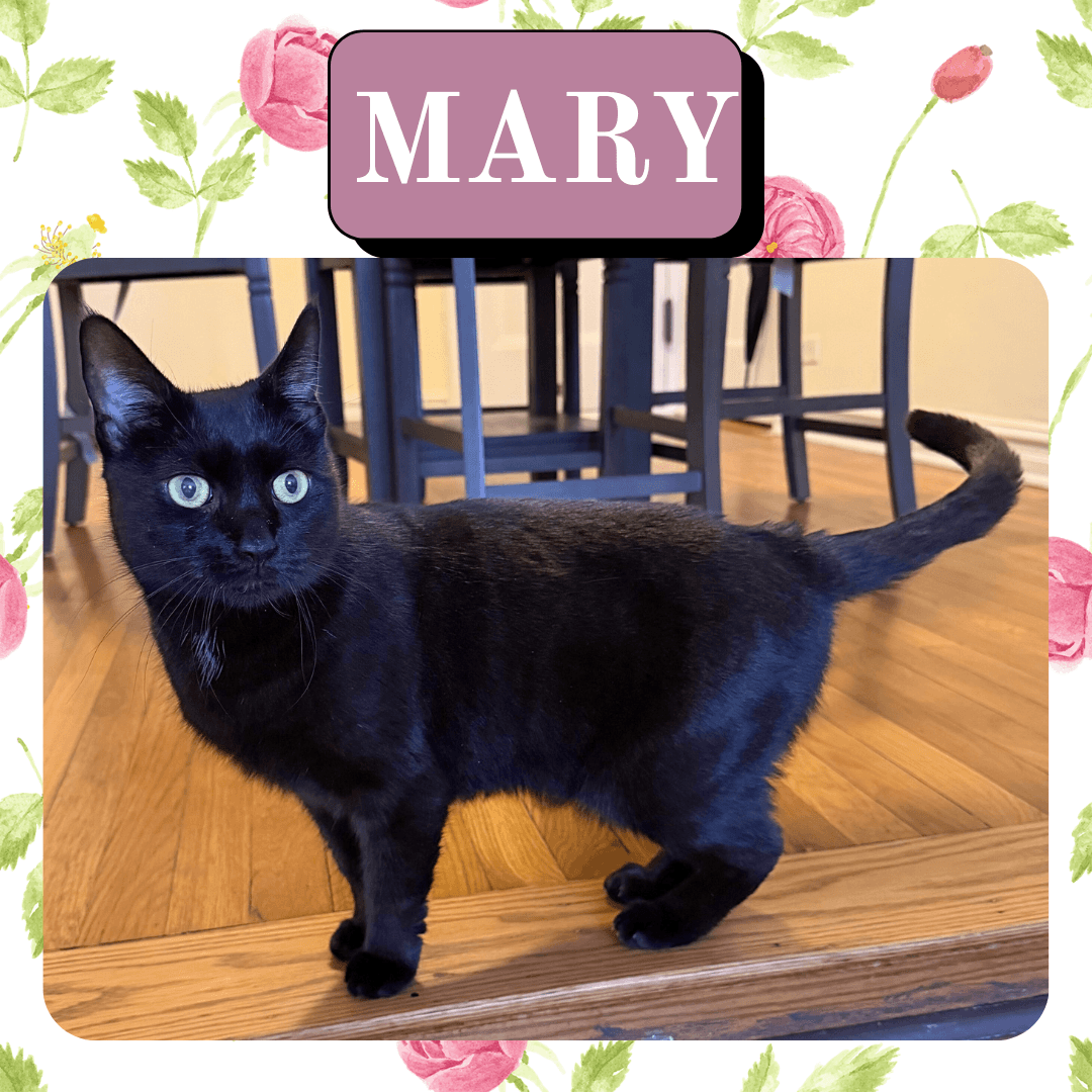 Mary - Domestic Short Hair