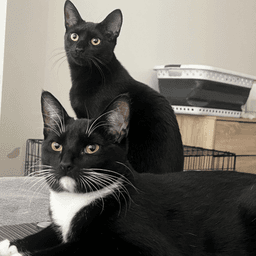 Ophelia And Theo image 1