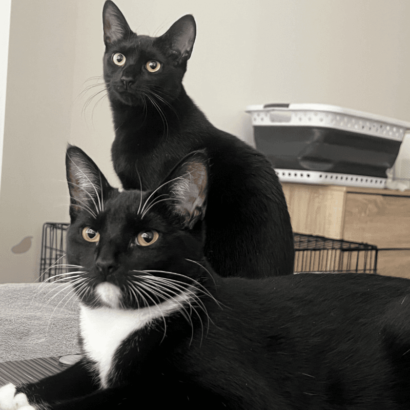 Ophelia And Theo - Domestic Short Hair