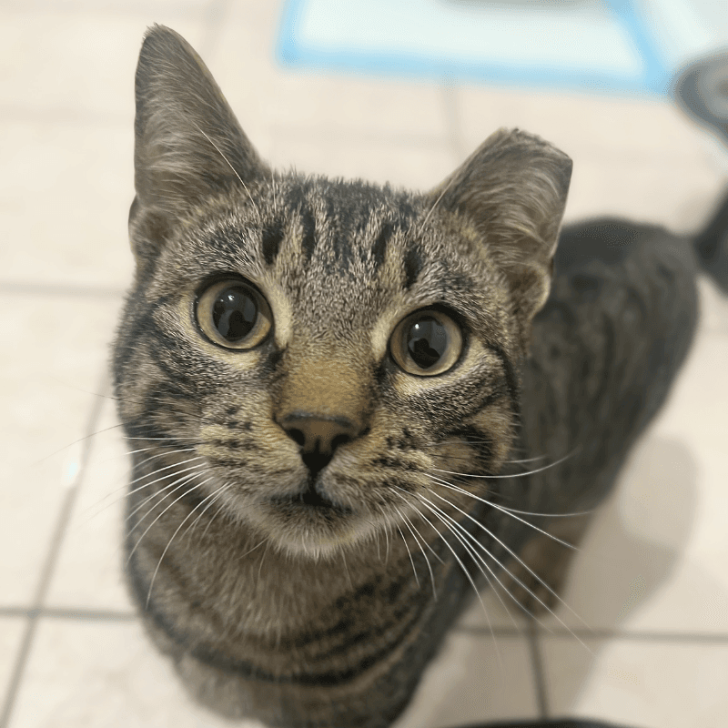 Bubbles - Domestic Short Hair