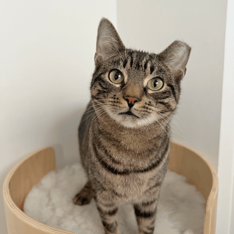 Bubbles - Domestic Short Hair