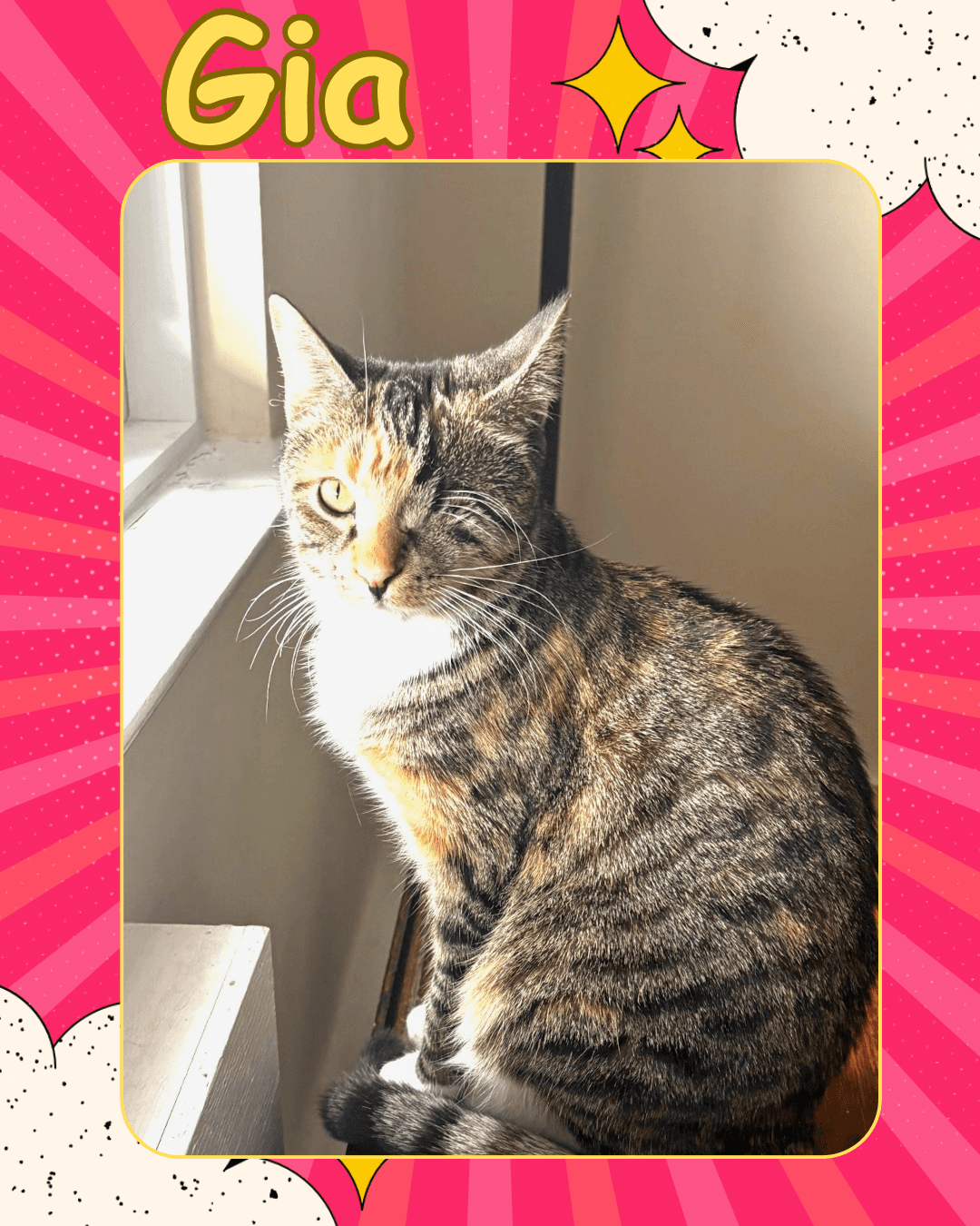Gia - One Eyed Beauty - Domestic Short Hair