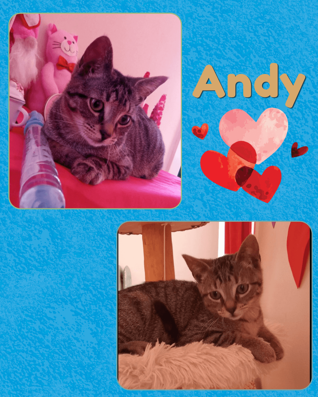 Andy - Tabby