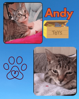 Andy image 3