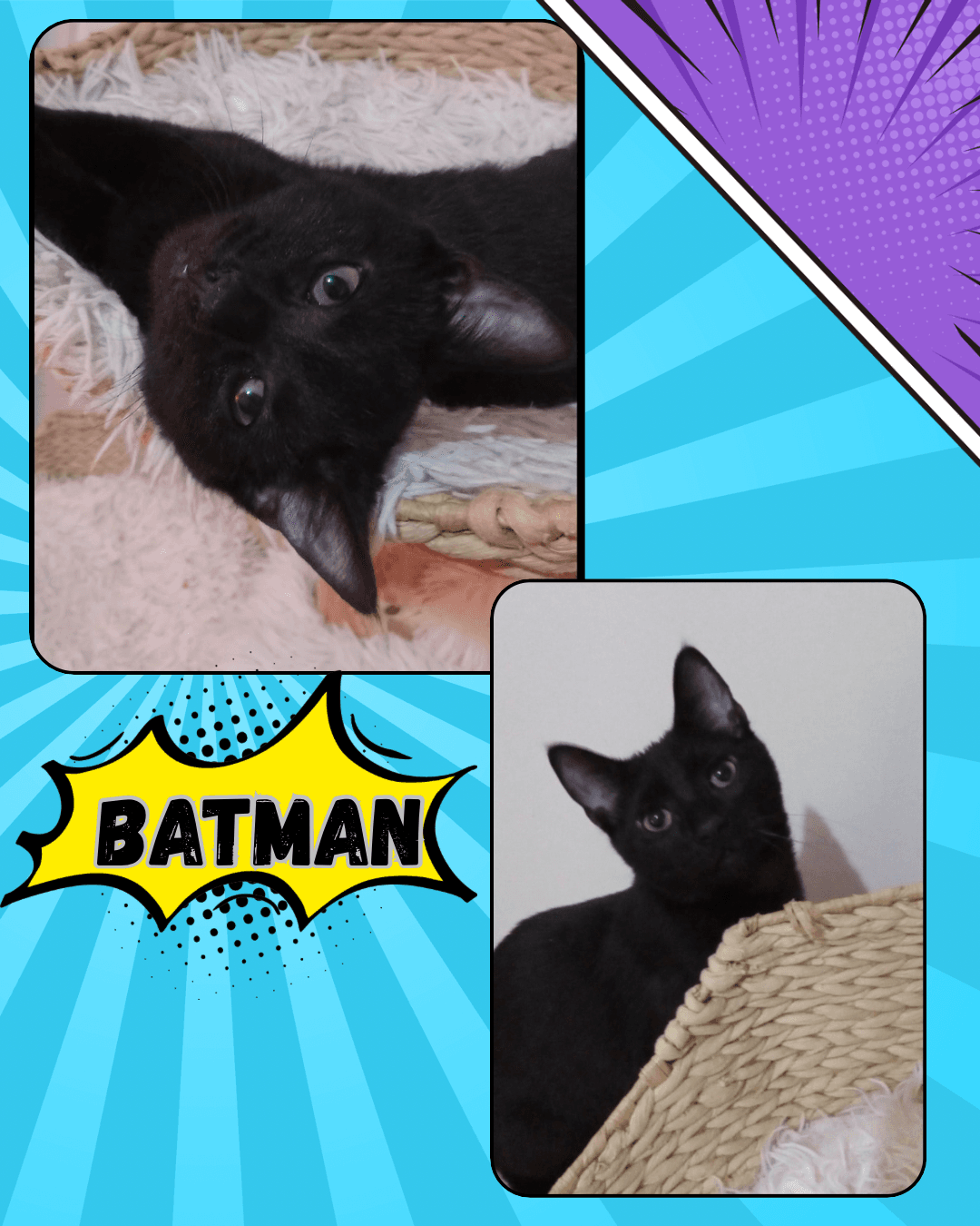 Batman - Tabby