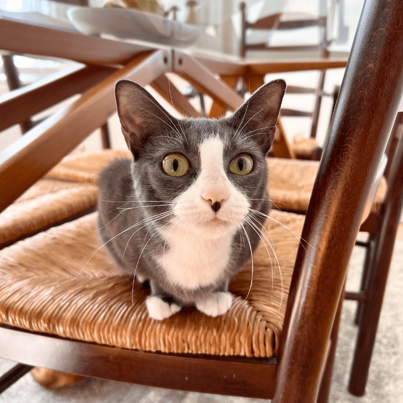Ellie - Domestic Short Hair