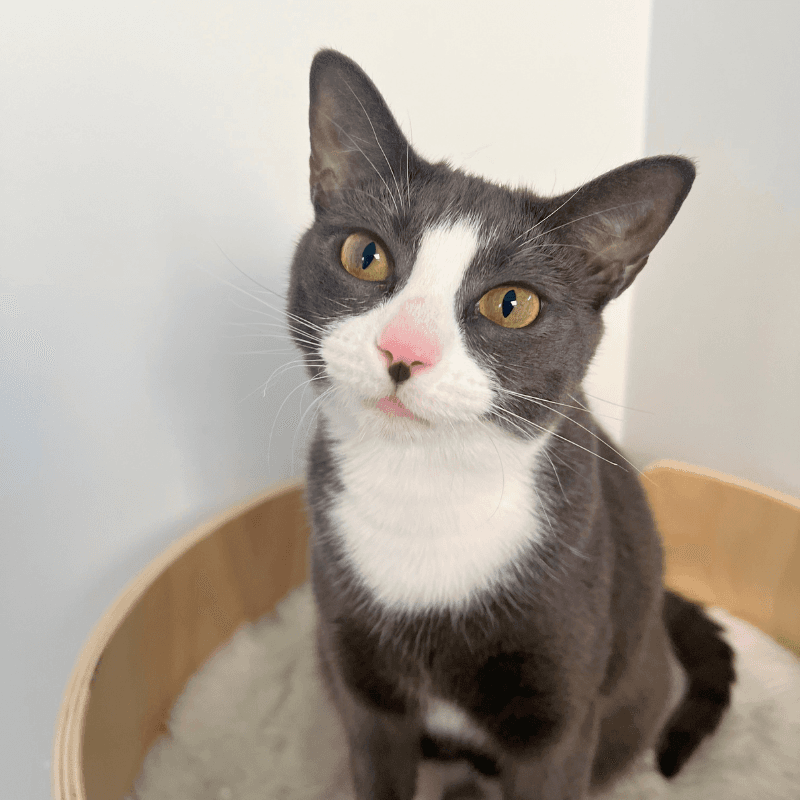 Ellie - Domestic Short Hair
