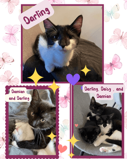 Darling Daisy And Damian image 1